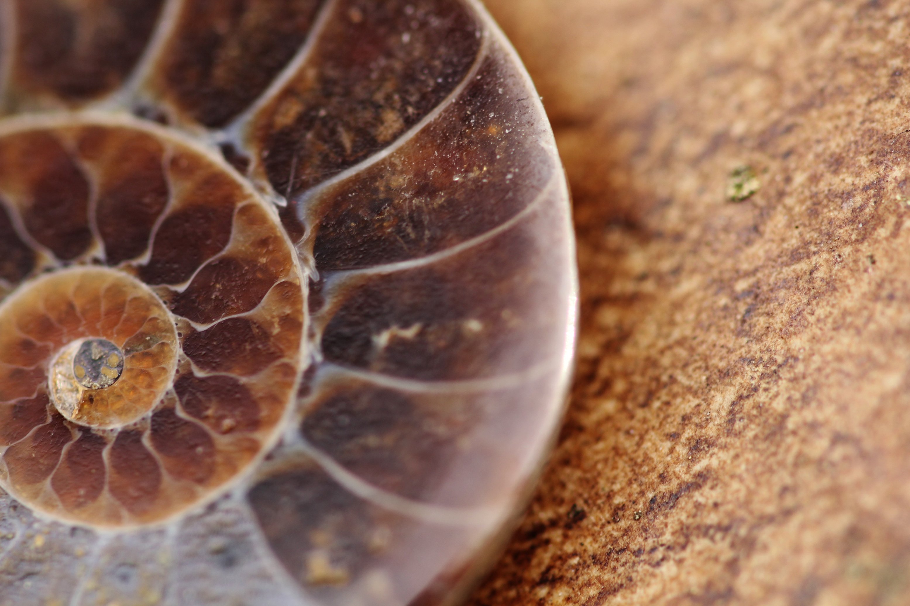 Petrified Spiral Fossil